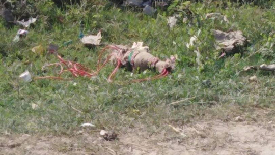 Unknown creature spotted in front of the Ward office in Kailali