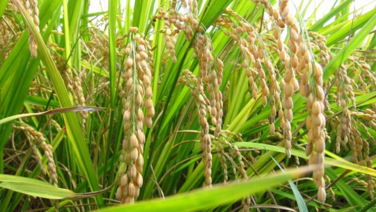 अब कृषकले धान बिक्री गरेको १५ दिनभित्रै रकम भुक्तानी पाउने