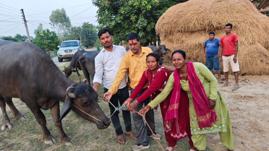 जीविकोपार्जनमा ‘भैँसीपालन कार्यक्रम’ सञ्चालन
