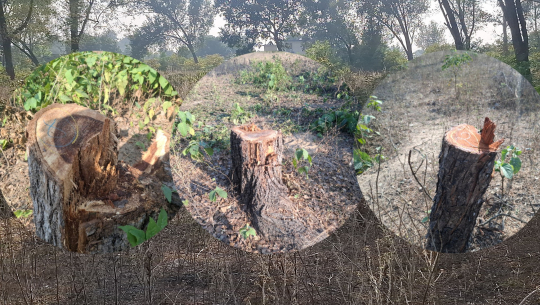 कञ्चनपुरको कृष्णपुरस्थित एक सामुदायिक वनमा एकैदिन १६४ रुख काटिए