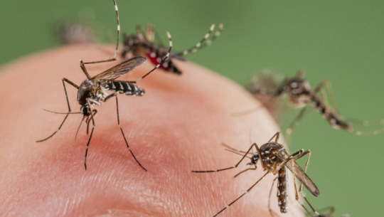 सर्लाहीको बलरामा मलेरियाका बिरामी