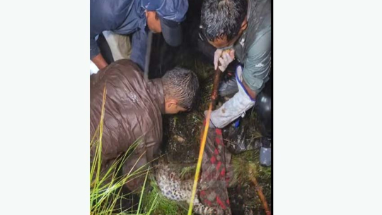दार्चुलामा पासोमा परेको चितुवाको जीवितै उद्धार