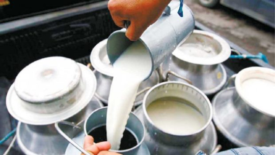 दूध नबिक्दा समस्यामा किसान, दैनिक १३ लाख क्षति
