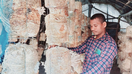 कैलालीका किसान व्यावसायिक च्याउखेतीमा