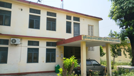 Farmers struggle as DAP fertilizer shortage hits Kailali during paddy planting season