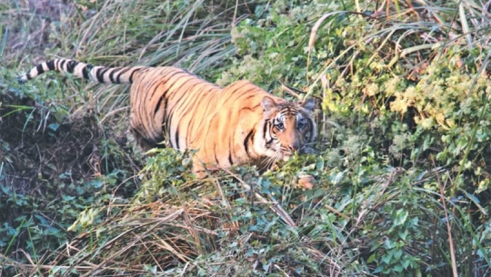 दैजी–बेलडाँडी निकुञ्ज सडक : आवतजावत सहज बनाउन माग 