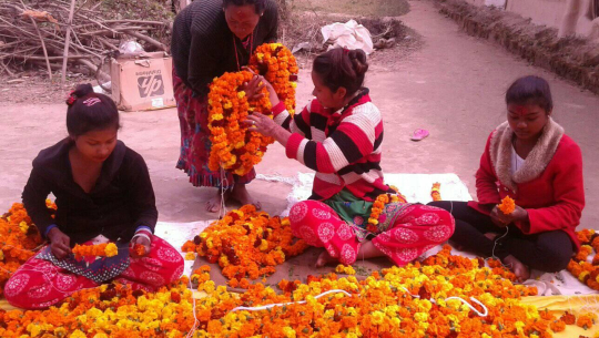 भारतीय फूल आयात नभएपछि कैलालीका पुुष्प व्यवसायी उत्साहित