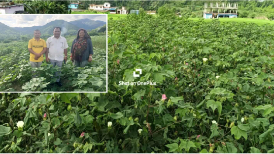 दिपायल सिलगढीमा लोपोन्मुख अवस्थामा रहेको कपास फुल्यो