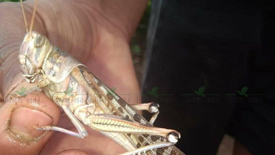 डडेल्धुरा पुग्यो अनिकाल निम्त्याउने सलह किरा