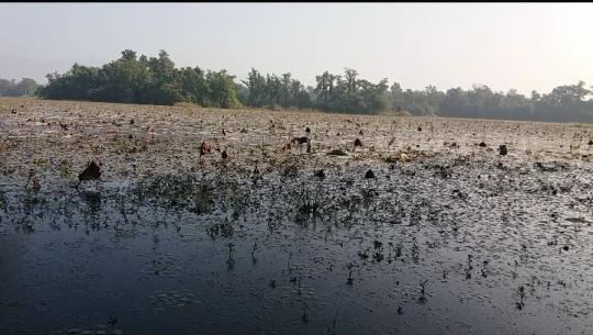 कुरुप बन्दै घोडाघोडी ताल क्षेत्र