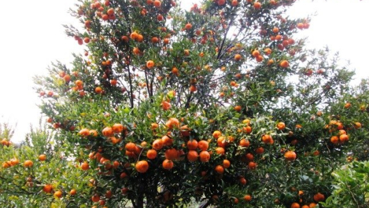 चुरेमा मोटरबाटो पुगेपछि कृषिजन्य बस्तुले बजार पायो