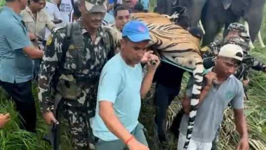 शुक्लाफाँटामा बाघको उपचार गरियो