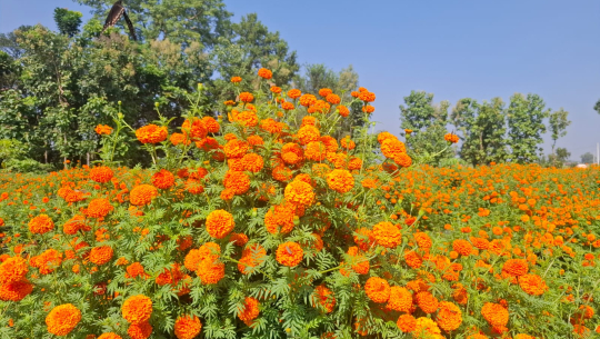 धनगढीमा ९० कट्टामा फूल खेती,तिहारमा ६० क्विन्टल उत्पादन हुने