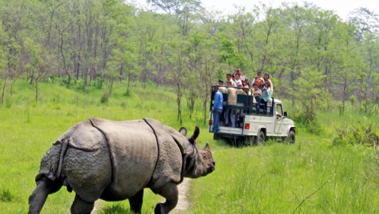 छवटा गैँडालाई आन्तरिक स्थानान्तरण  गरिँदै