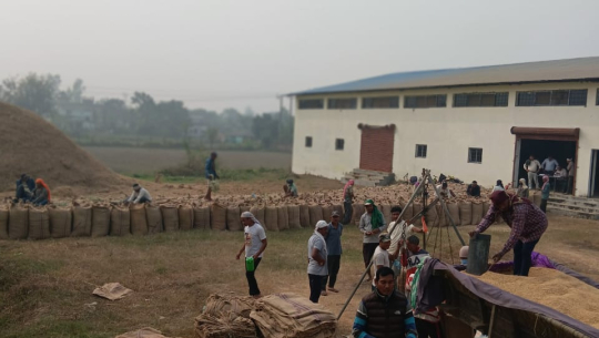 कैलालीका किसानको ११ लाख ९७ हजार क्विन्टल धान कसले किन्छ?