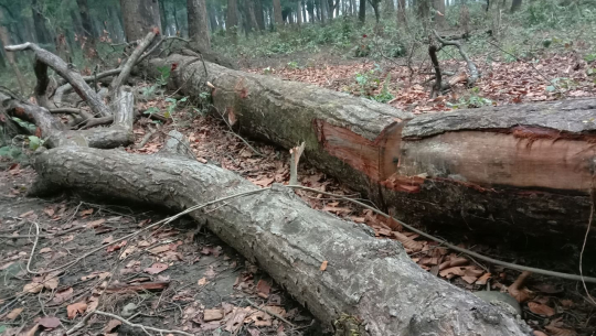 Division Forest forms an investigation committee