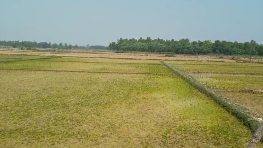 गत वर्षको तुलनामा १२.६२ प्रतिशतले रोपाइँमा कमी 