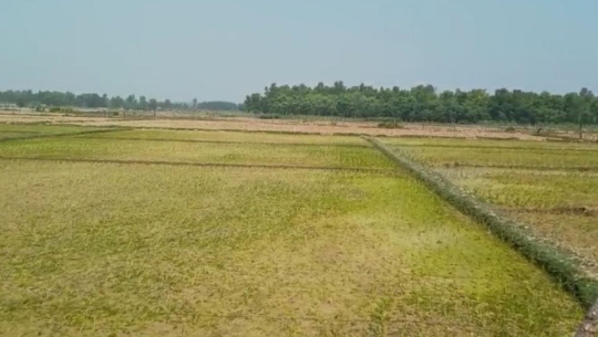 Paddy sowing declines by 12.62 percent compared to last year amid unfavorable weather