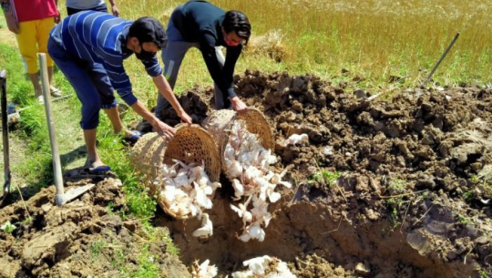 कैलालीमा हजार बोइलर कुखुराका चल्ला खाल्डोमा पुरियो