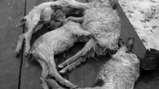अछाममा असिनापानीले गहुँबालीमा क्षती, ६ बाख्रा मरे