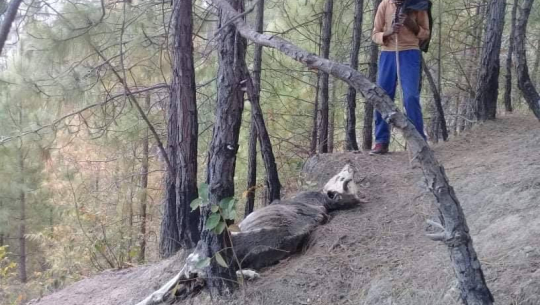 डडेल्धुरामा फेरि भेटियो पासो लगाएर मारिएको गाई
