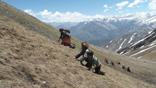 दार्चुला र बझाङमा यार्सा संकलन सुरु भएन, अर्को वर्ष उत्पादन बढ्ने