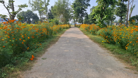 धनगढीमा सिद्धबाबा टोलको साढे एक किलोमिटर सडक सयपत्रीले सजियो