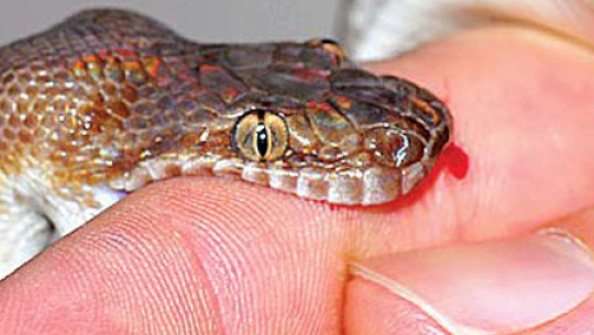 कैलालीमा सर्पदंशका २७ घटना, चारको मृत्यु