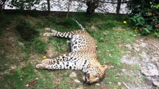 A leopard found dead in Dadeldhura