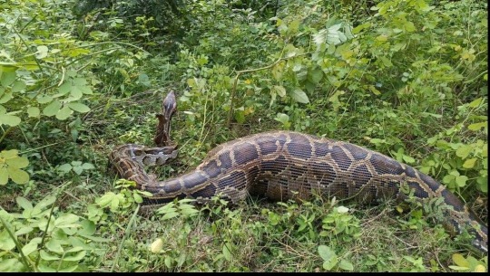 तस्बिर : लक्ष्मण उपाध्याय
