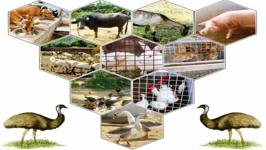 पशुपालनमा आत्मनिर्भर बन्दै मेल्लेख गाउँपालिका