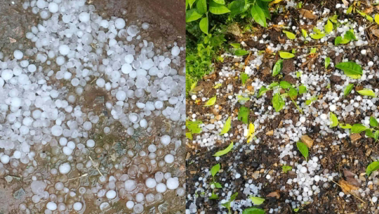 असिनाले बैतडीमा गहुँ, तरकारी र फलफूल बालीमा क्षति