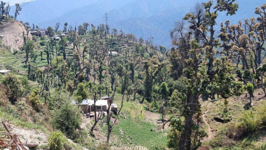 डडेल्धुरामा वनजङ्गल अतिक्रमण: ३६३ हेक्टरभन्दा बढी वनभूमि कब्जामा