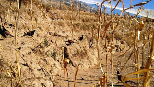 कैलालीपछि अब डोटीमा पनि व्यावसायिक कालिजपालन सुरु