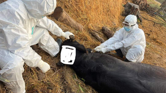 कैलाली-कञ्चनपुरका कुकुर र भैसींमा रेबिजको संक्रमण फेला