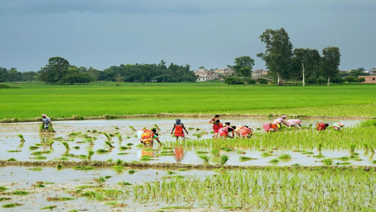 देशभर ९१ प्रतिशत धान रोपाइँ