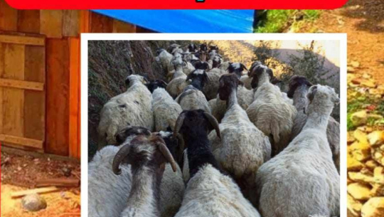बझाङमा खोरबाटै तीनवटा भेडा गायब