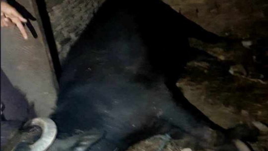 बैतडीमा चट्याङ लागेर तीन चौपाया मरे, चार घरमा क्षति 