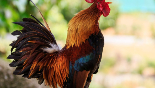 फाइल तस्बिर