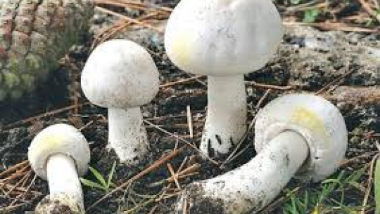 बझाङमा जङ्गली च्याउ खाँदा दुई जना बिरामी, एकको अवस्था गम्भीर