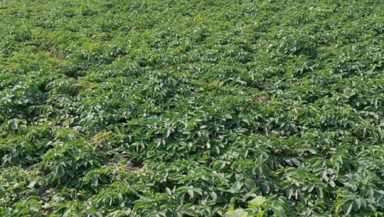 आलुखेतीबाट तीन महिनामा आठ लाख आम्दानी