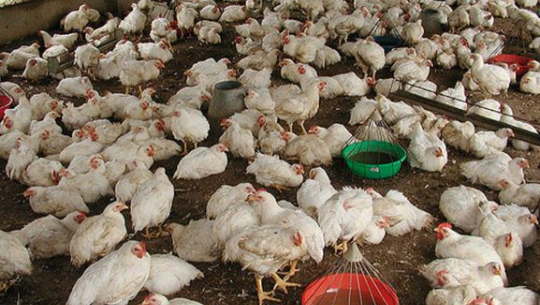 कुखुरापालक किसानले मूल्य नपाउँदा चल्ला नकिन्ने घोषणा