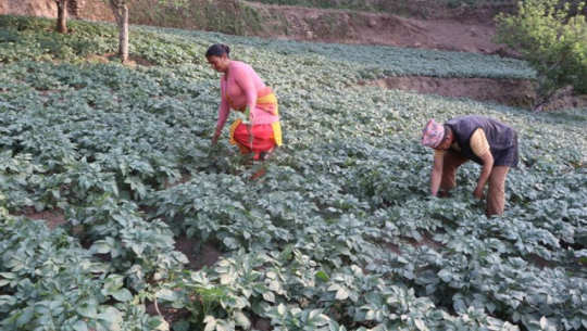 Who will understand the pain of farmers?