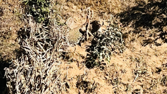 Injured leopard escapes snare, causes panic in Baitadi