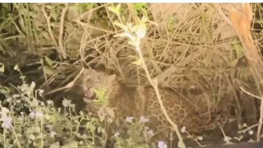 कञ्चनपुरमा सिकारीले थापेको पासोमा फस्यो चितुवा
