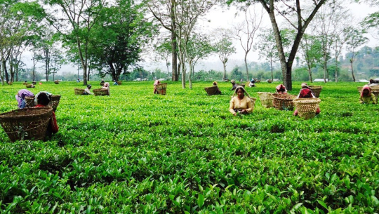 भारतले रोक्यो नेपाली चियाको निर्यात