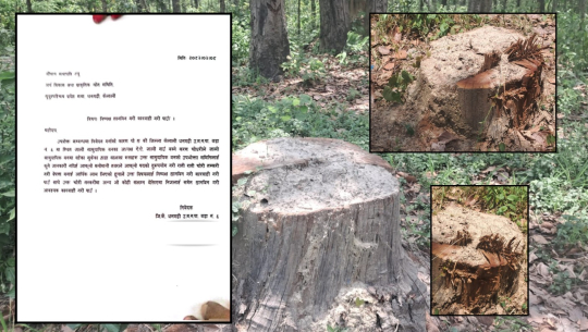 धनगढी-६ को जाली सामुदायिक वनका अध्यक्ष चौधरी विरुद्ध संसदीय समितिमा उजुरी