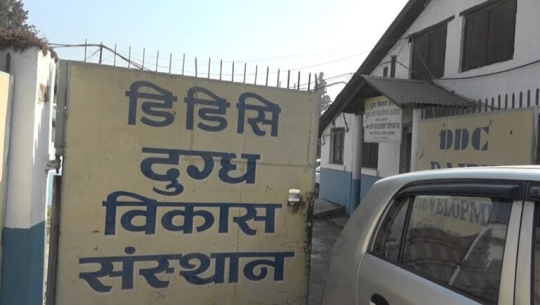 ‘दैनिक ८५ हजार लिटर वृद्धि गरी एक लाख ५० हजार लिटर दूध सङ्कलन गर्ने डिडिसीको लक्ष्य’