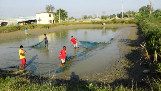 कैलाली–कञ्चनपुर माछा पालनको केन्द्र बन्दै, ७५ प्रतिशत माग धान्दै