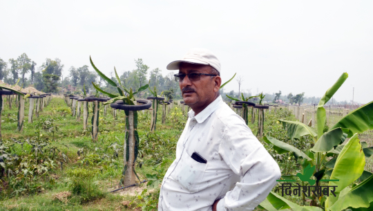 युट्युब हेरेर ड्रागन फ्रुट खेती गरेका कैलालीका गोकर्ण, भन्छन्, ‘आफ्नै माटोमा सुन फलाउन सकिन्छ’